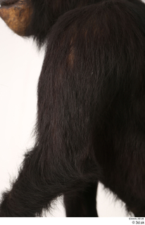 Chimpanzee Bonobo arm shoulder 0005.jpg